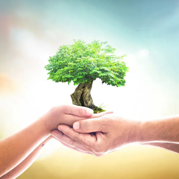 Hands holding a small tree, a symbol of legacy